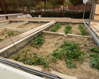 Test pots  with potatoes (front) and carrots (rear) for irrigation with treated water.